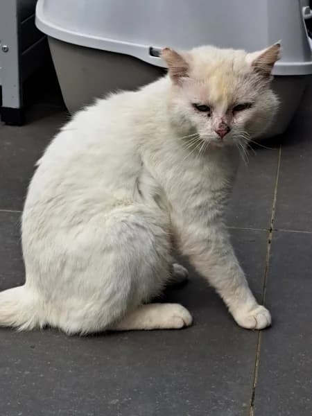 SB, male young European Shorthair for adoption at Animal Sans Toit, Faimes