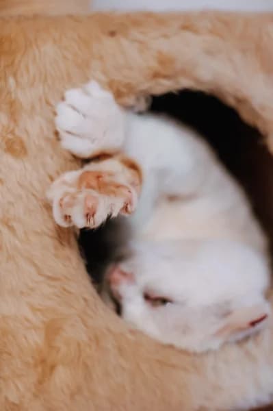 SB, male European Shorthair for adoption at Animal Sans Toit, Faimes — photo 2 of 9