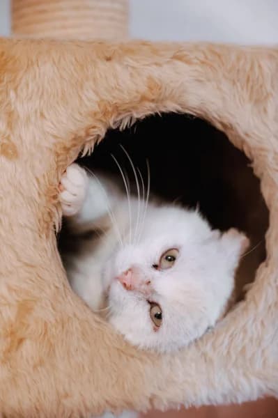 SB, male European Shorthair for adoption at Animal Sans Toit, Faimes — photo 3 of 9