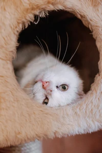 SB, male European Shorthair for adoption at Animal Sans Toit, Faimes — photo 4 of 9