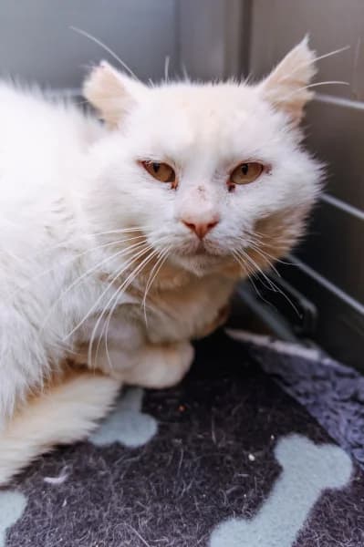 SB, male European Shorthair for adoption at Animal Sans Toit, Faimes — photo 5 of 9