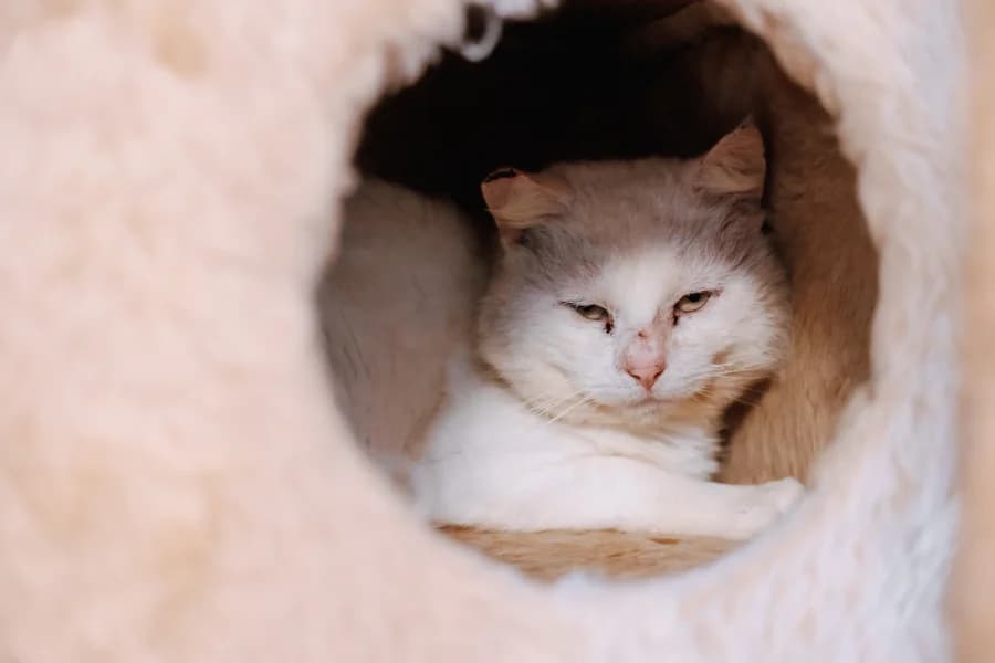 SB, male European Shorthair for adoption at Animal Sans Toit, Faimes — photo 7 of 9