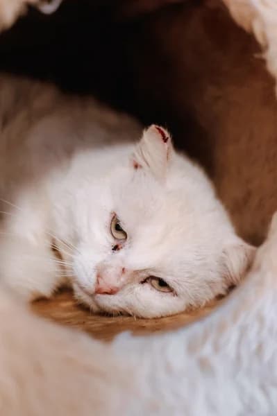 SB, male European Shorthair for adoption at Animal Sans Toit, Faimes — photo 8 of 9