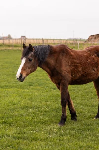 SB, male senior Mixed Breed for adoption at Animal Sans Toit, Faimes