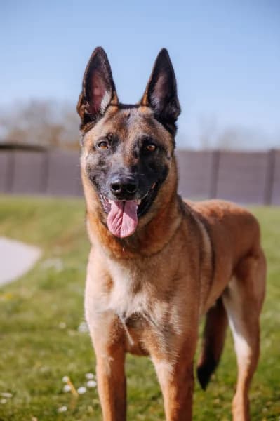 SB, male Belgian Malinois for adoption at Animal Sans Toit, Faimes