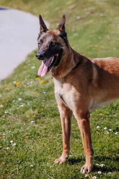 SB, male Belgian Malinois for adoption at Animal Sans Toit, Faimes — photo 2 of 7
