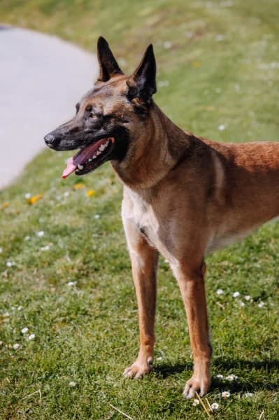 SB, male Belgian Malinois for adoption at Animal Sans Toit, Faimes — photo 3 of 7