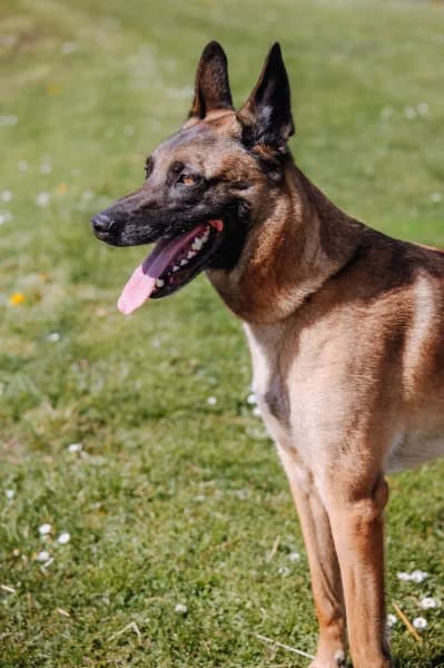 SB, male Belgian Malinois for adoption at Animal Sans Toit, Faimes — photo 4 of 7
