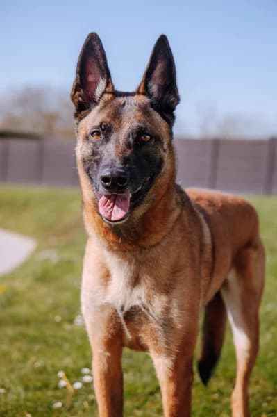 SB, male Belgian Malinois for adoption at Animal Sans Toit, Faimes — photo 5 of 7