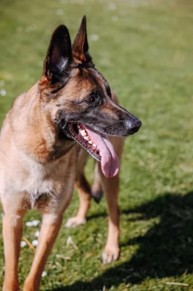 SB, male Belgian Malinois for adoption at Animal Sans Toit, Faimes — photo 6 of 7