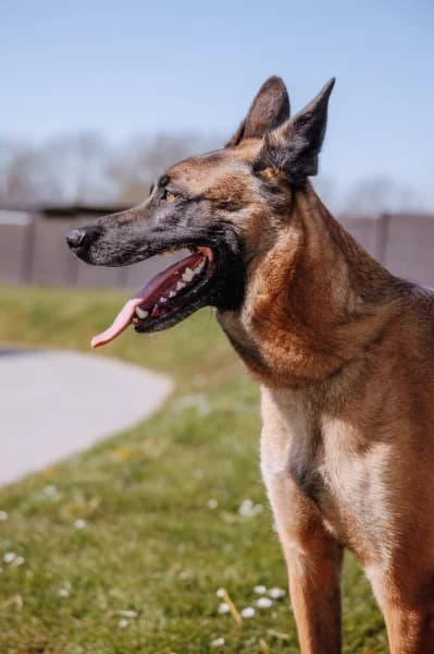 SB, male Belgian Malinois for adoption at Animal Sans Toit, Faimes — photo 7 of 7