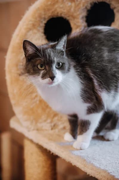 SB, male European Shorthair for adoption at Animal Sans Toit, Faimes