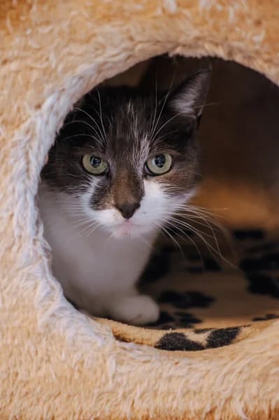 SB, male European Shorthair for adoption at Animal Sans Toit, Faimes — photo 2 of 5