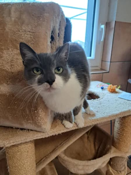 SB, male European Shorthair for adoption at Animal Sans Toit, Faimes — photo 3 of 5