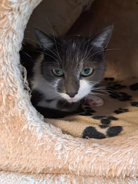 SB, male European Shorthair for adoption at Animal Sans Toit, Faimes — photo 4 of 5