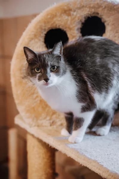 SB, male European Shorthair for adoption at Animal Sans Toit, Faimes — photo 5 of 5