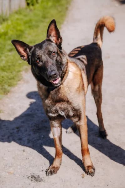SB, male Belgian Malinois for adoption at Animal Sans Toit, Faimes