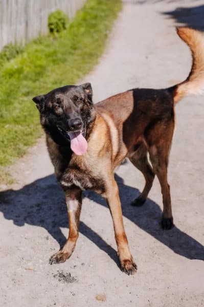 SB, male Belgian Malinois for adoption at Animal Sans Toit, Faimes — photo 2 of 5