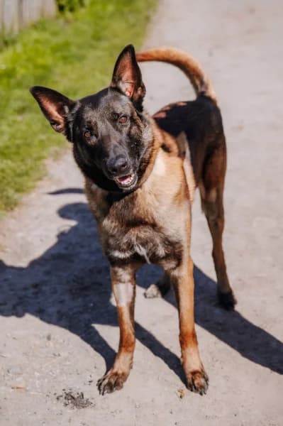 SB, male Belgian Malinois for adoption at Animal Sans Toit, Faimes — photo 3 of 5