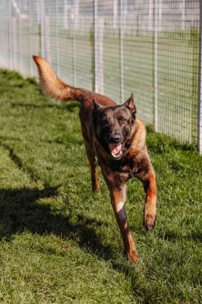 SB, male Belgian Malinois for adoption at Animal Sans Toit, Faimes — photo 4 of 5