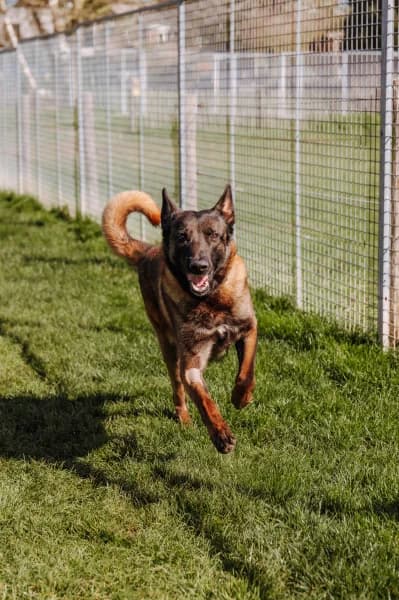 SB, male Belgian Malinois for adoption at Animal Sans Toit, Faimes — photo 5 of 5