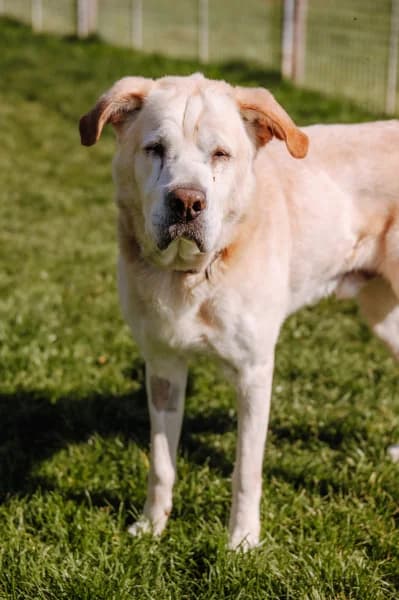 SB, male Labrador Retriever for adoption at Animal Sans Toit, Faimes