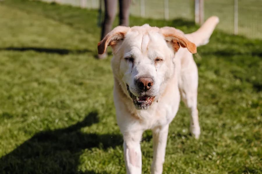 SB, male Labrador Retriever for adoption at Animal Sans Toit, Faimes — photo 2 of 6