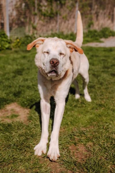 SB, male Labrador Retriever for adoption at Animal Sans Toit, Faimes — photo 3 of 6