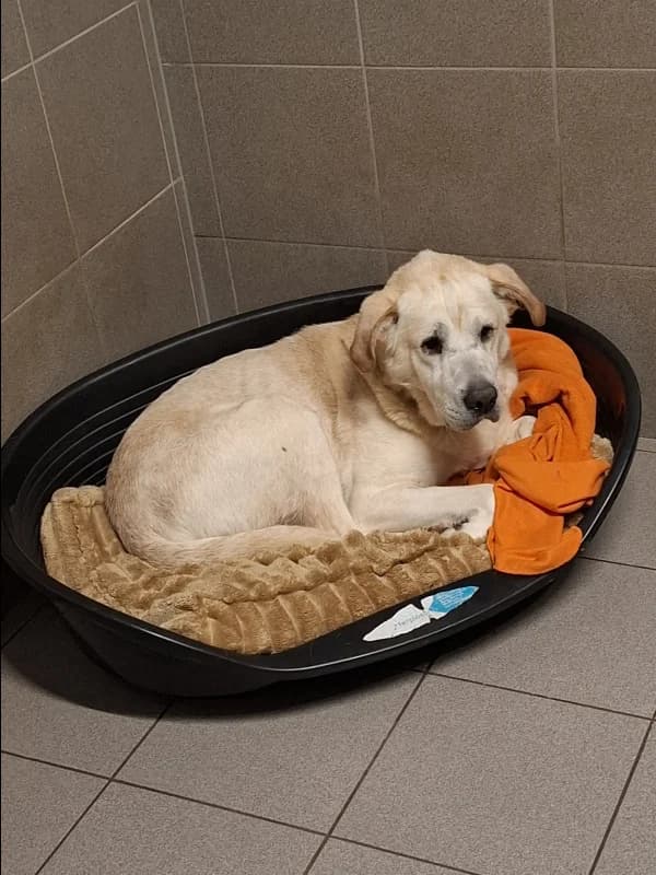 SB, male Labrador Retriever for adoption at Animal Sans Toit, Faimes — photo 4 of 6