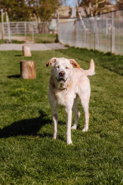 SB, male Labrador Retriever for adoption at Animal Sans Toit, Faimes — photo 5 of 6