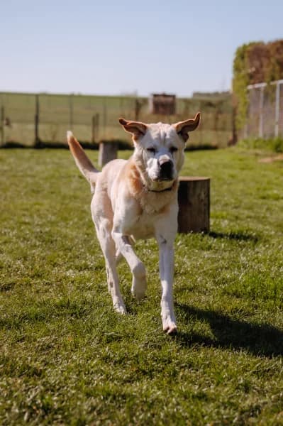 SB, male Labrador Retriever for adoption at Animal Sans Toit, Faimes — photo 6 of 6