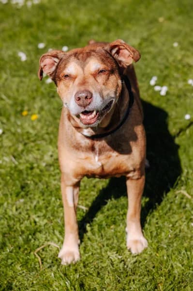SB, male senior American Staffordshire Terrier for adoption at Animal Sans Toit, Faimes