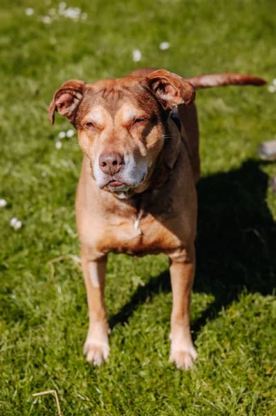 SB, male American Staffordshire Terrier for adoption at Animal Sans Toit, Faimes — photo 2 of 3
