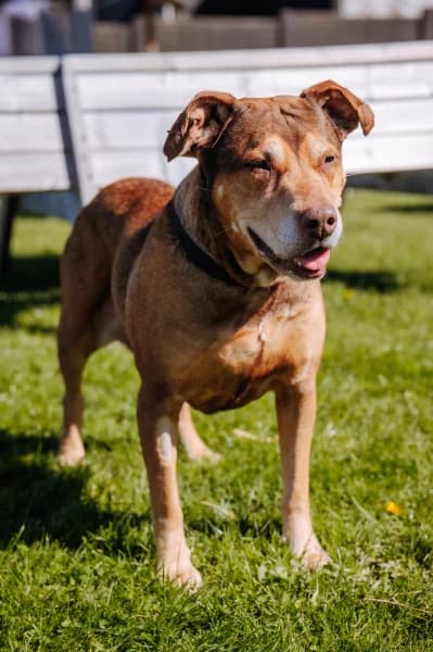 SB, male American Staffordshire Terrier for adoption at Animal Sans Toit, Faimes — photo 3 of 3