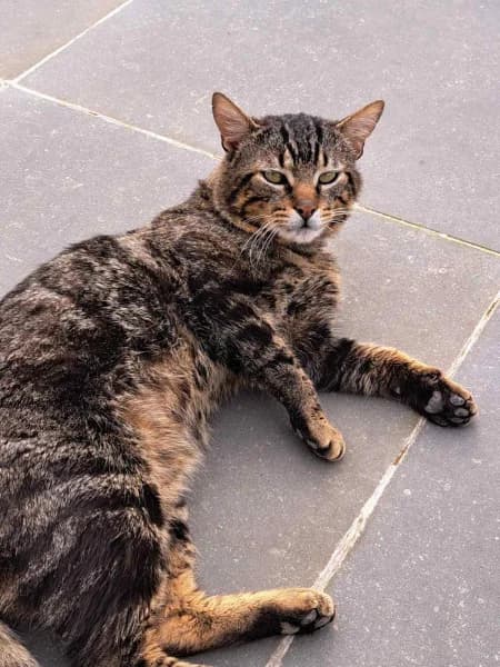 SB, male young European Shorthair for adoption at Animal Sans Toit, Faimes