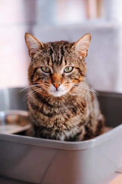 SB, male European Shorthair for adoption at Animal Sans Toit, Faimes — photo 2 of 7