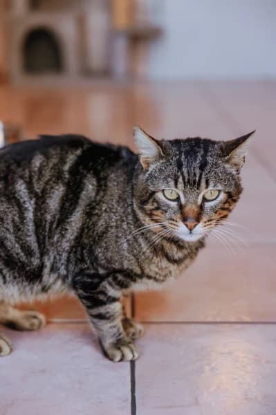 SB, male European Shorthair for adoption at Animal Sans Toit, Faimes — photo 3 of 7
