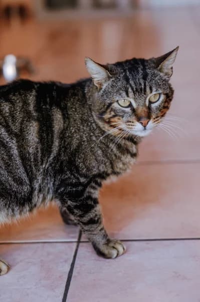 SB, male European Shorthair for adoption at Animal Sans Toit, Faimes — photo 4 of 7