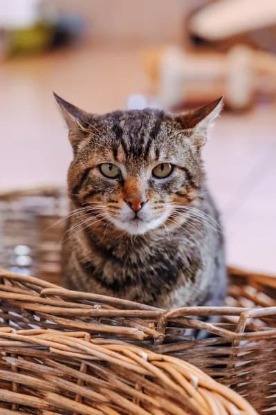 SB, male European Shorthair for adoption at Animal Sans Toit, Faimes — photo 5 of 7