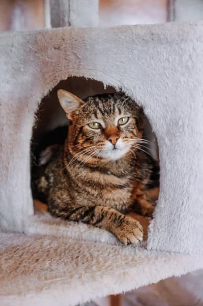 SB, male European Shorthair for adoption at Animal Sans Toit, Faimes — photo 6 of 7