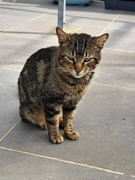 SB, male European Shorthair for adoption at Animal Sans Toit, Faimes — photo 7 of 7