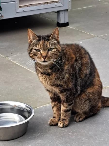 SB, female European Shorthair for adoption at Animal Sans Toit, Faimes