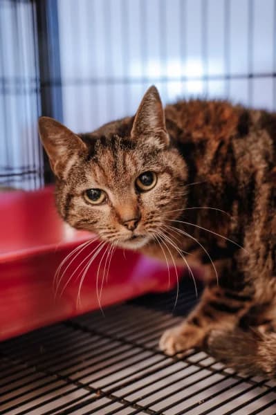 SB, female European Shorthair for adoption at Animal Sans Toit, Faimes — photo 2 of 5