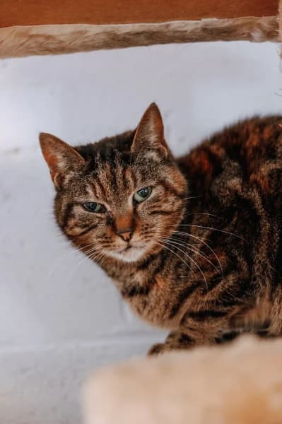 SB, female European Shorthair for adoption at Animal Sans Toit, Faimes — photo 3 of 5