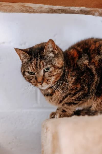 SB, female European Shorthair for adoption at Animal Sans Toit, Faimes — photo 4 of 5