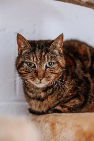 SB, female European Shorthair for adoption at Animal Sans Toit, Faimes — photo 5 of 5