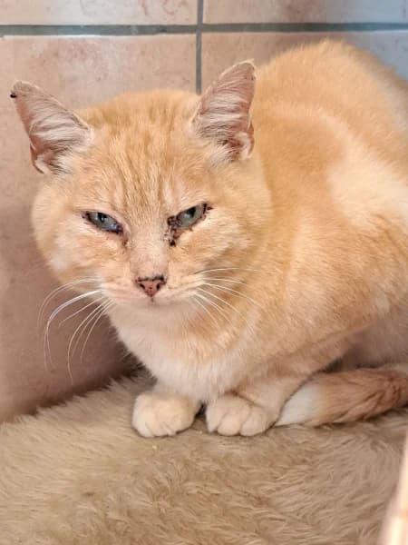 SB, male European Shorthair for adoption at Animal Sans Toit, Faimes
