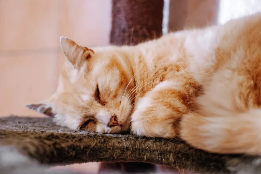 SB, male European Shorthair for adoption at Animal Sans Toit, Faimes — photo 2 of 7