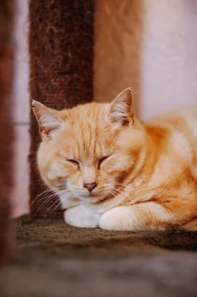 SB, male European Shorthair for adoption at Animal Sans Toit, Faimes — photo 3 of 7