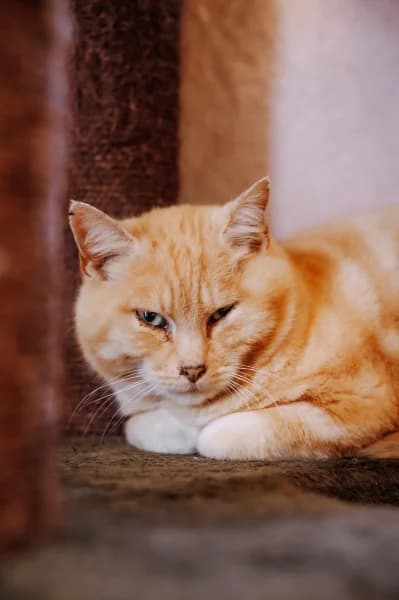 SB, male European Shorthair for adoption at Animal Sans Toit, Faimes — photo 4 of 7